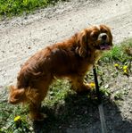 Cavalier King Charles Spaniel hanar utlånas Avel