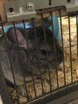 Chinchilla honor 2 stycken