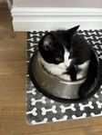 Kattungar 