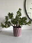 Blomma inklusive kruka