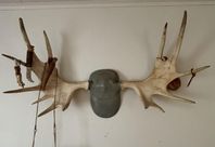 Älghorn