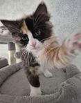 Sibirisk/ragdoll hona