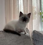 Renrasiga ragdoll kattungar