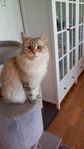 Neva kattungar