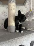 Norska skogskatter kattungar