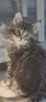 maine coon