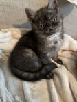 Leveransklar kattunge