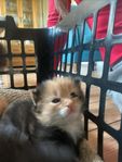 3 underbara kattungar