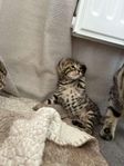 bengal 
