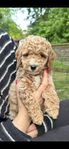 Cavapoo valpar