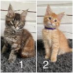 Maine Coon Kattungar