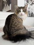 Renrasig Norsk skogkatt