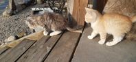 2 kattungar m norsk skogskatt påbrå