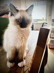 Ragdoll kattunge
