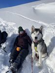 Fodervärd sökes till huskygrabb