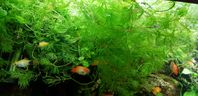 "Foxtail"Ceratophyllum demersum Akvarieväxt