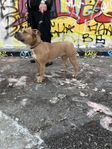 Fodervärd sökes till vår fina Amstaff-tik, Chanel