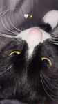 katt
