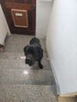 STORSKÖN CANE CORSO SÖKER NYTT HEM!
