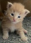 Maine Coon 