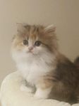 BRITTISK LÅNGHÅR/CHINCHILLA PERSER/KATTUNGE