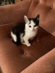 Söta kattungar