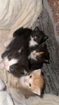 4 kattungar