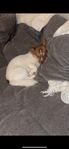 Hund