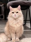 Sibirisk Katt ( Neva Masquerade )