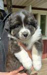 Australian shepherd valp med skk stamtavla