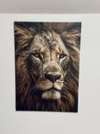 Tavla Canv Majestic Lion 50X70