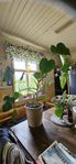 stor monstera blomma
