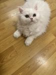 Chinchilla perser / Brittiska korthår kattunge