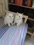 Ragdoll- kattungar med stamtavla