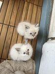 kattungar helig birma