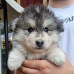 Finsk Lapphund hane