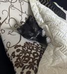 kattunge