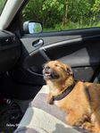liten blandras hund 