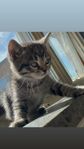 kattunge korthår 