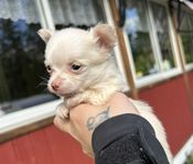 Chihuahua valpar