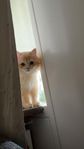 kattunge