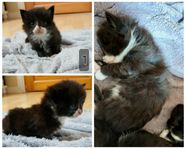 Långhårig kattjnge