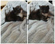Långhårig kattunge