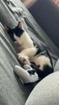 Trygg och social katt söker nytt hem – 1år gammal