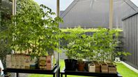 Tomatplantor