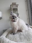 Ragdoll kattungar