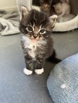 kattunge