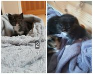 Söt kattunge