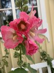 Plantor - blommor, jordgubbar, blomkål mm från 10 kronor