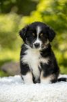 Miniature American Shepherd